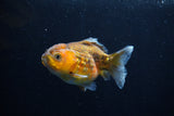 Yuan Bao Oranda  Calico 4 Inch (ID#0110Yb10b-78) Free2Day SHIPPING