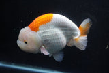 Giant Ranchu  Red White 6 Inch (ID#1025R10a-95)