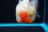 Jumbo Milk Cow Ranchu  Calico 5 Inch (ID#418R7a-106)