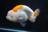 Giant Ranchu  Red White 6 Inch (ID#1025R10a-95)