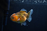 Yuan Bao Oranda  Calico 4 Inch (ID#0110Yb10b-78) Free2Day SHIPPING