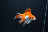 Ryukin Long Tail Red White 4 Inch (ID#1119Ry7a-6) Free2Day SHIPPING