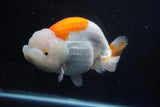 Giant Ranchu  Red White 6 Inch (ID#1025R10a-95)