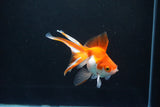 Ryukin Long Tail Red White 4 Inch (ID#1119Ry7a-6) Free2Day SHIPPING