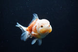 Yuan Bao Oranda  Sakura 4 Inch (ID#0110Yb10b-79) Free2Day SHIPPING