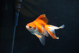 Ryukin Long Tail Red White 4 Inch (ID#1119Ry7a-6) Free2Day SHIPPING