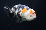 Jumbo Milk Cow Ranchu  Calico 5.5 Inch (ID#418R7a-107)