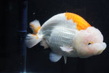 Giant Ranchu  Red White 6 Inch (ID#1025R10a-95)