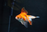 Ryukin Long Tail Red White 4 Inch (ID#1119Ry7a-6) Free2Day SHIPPING