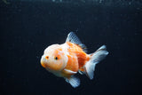 Yuan Bao Oranda  Sakura 4 Inch (ID#0110Yb10b-79) Free2Day SHIPPING