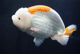 Giant Ranchu  Red White 6 Inch (ID#1025R10a-95)