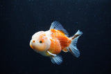 Yuan Bao Oranda  Sakura 4 Inch (ID#0110Yb10b-79) Free2Day SHIPPING