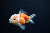 Yuan Bao Oranda  Sakura 4 Inch (ID#0110Yb10b-79) Free2Day SHIPPING