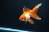 Ryukin Long Tail Red White 4 Inch (ID#1119Ry7a-7) Free2Day SHIPPING