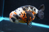 Jumbo Milk Cow Ranchu  Calico 5.5 Inch (ID#418R7a-107)