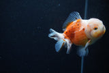 Yuan Bao Oranda  Sakura 4 Inch (ID#0110Yb10b-79) Free2Day SHIPPING