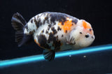 Jumbo Milk Cow Ranchu  Calico 5.5 Inch (ID#418R7a-107)