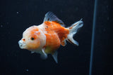 Yuan Bao Oranda  Sakura 4 Inch (ID#0110Yb10b-79) Free2Day SHIPPING