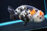 Jumbo Milk Cow Ranchu  Calico 5.5 Inch (ID#418R7a-107)