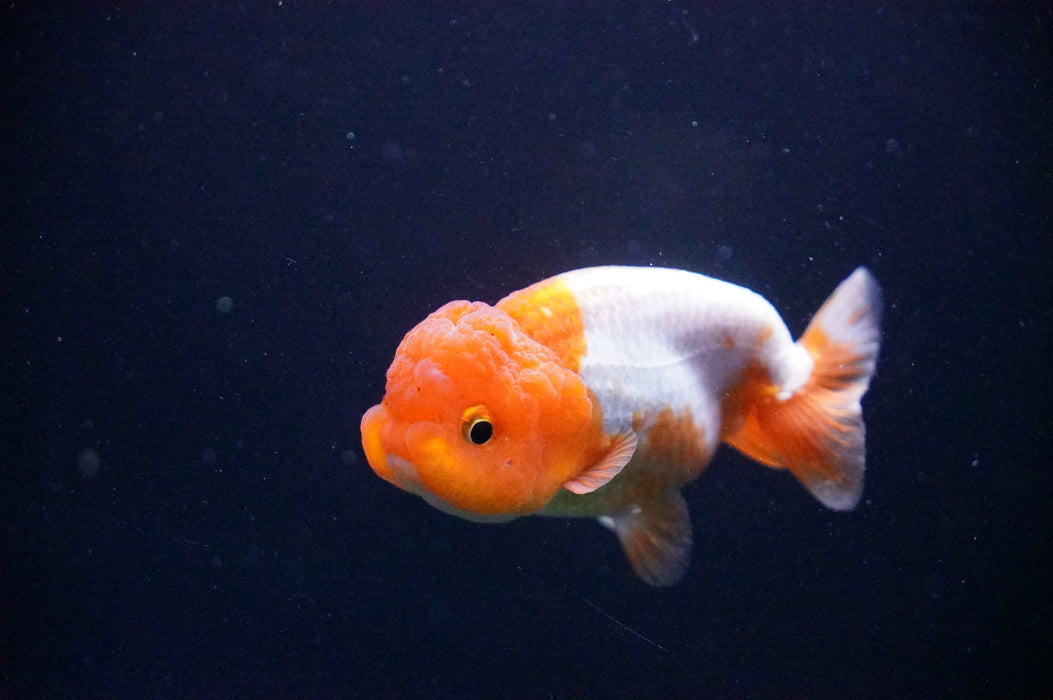 Juvenile Lionchu  Red White 3 Inch (ID#1205R11b-6) Free2Day SHIPPING