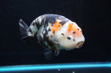 Jumbo Milk Cow Ranchu  Calico 5.5 Inch (ID#418R7a-107)