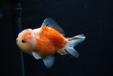 Yuan Bao Oranda  Sakura 4 Inch (ID#0110Yb10b-79) Free2Day SHIPPING