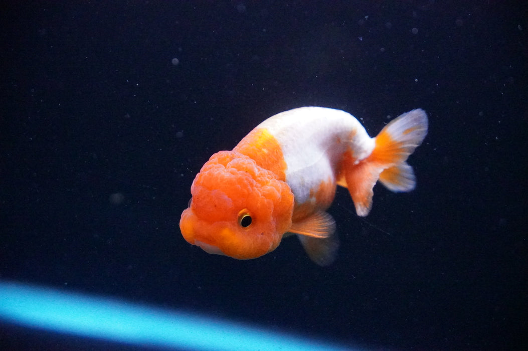 Juvenile Lionchu  Red White 3 Inch (ID#1205R11b-6) Free2Day SHIPPING