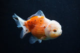 Yuan Bao Oranda  Sakura 4 Inch (ID#0110Yb10b-79) Free2Day SHIPPING