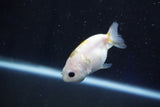 Baby Ranchu  Calico 2.5 Inch (ID#1029R9c-42) Free2Day SHIPPING