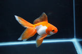 Ryukin Long Tail Red White 4 Inch (ID#1119Ry7a-7) Free2Day SHIPPING