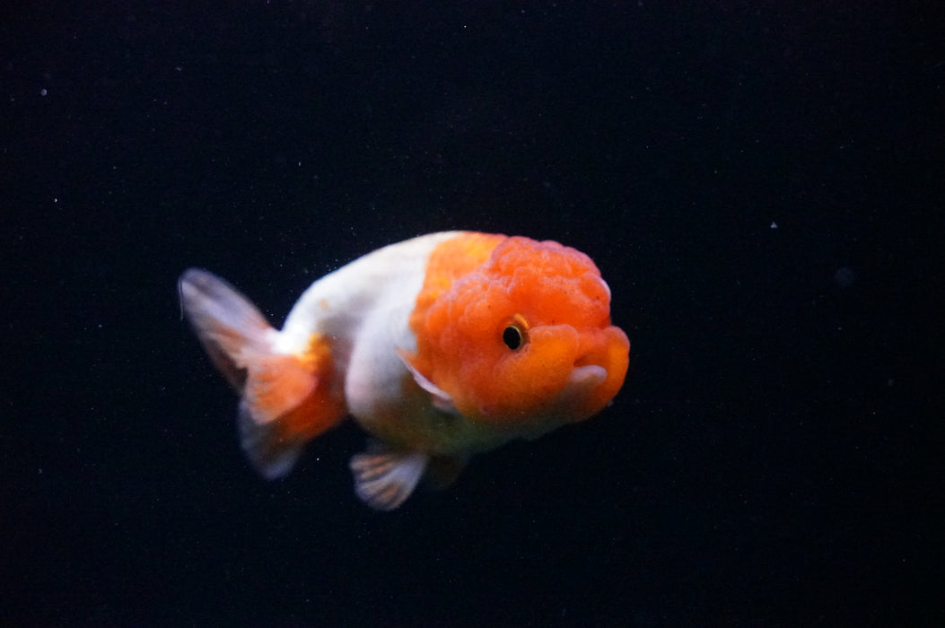 Juvenile Lionchu  Red White 3 Inch (ID#1205R11b-6) Free2Day SHIPPING