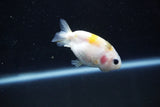 Baby Ranchu  Calico 2.5 Inch (ID#1029R9c-42) Free2Day SHIPPING