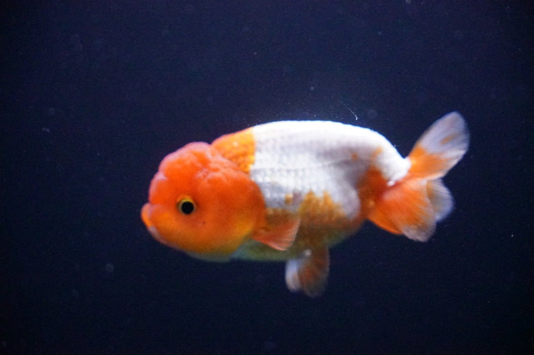 Juvenile Lionchu  Red White 3 Inch (ID#1205R11b-6) Free2Day SHIPPING