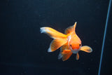 Ryukin Long Tail Red White 4 Inch (ID#1119Ry7a-7) Free2Day SHIPPING