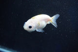 Baby Ranchu  Calico 2.5 Inch (ID#1029R9c-42) Free2Day SHIPPING