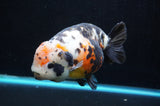 Jumbo Milk Cow Ranchu  Calico 5.5 Inch (ID#418R7a-107)