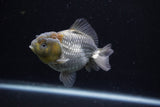 Yuan Bao Oranda  Blue 3.5 Inch (ID#0110Yb10b-80) Free2Day SHIPPING