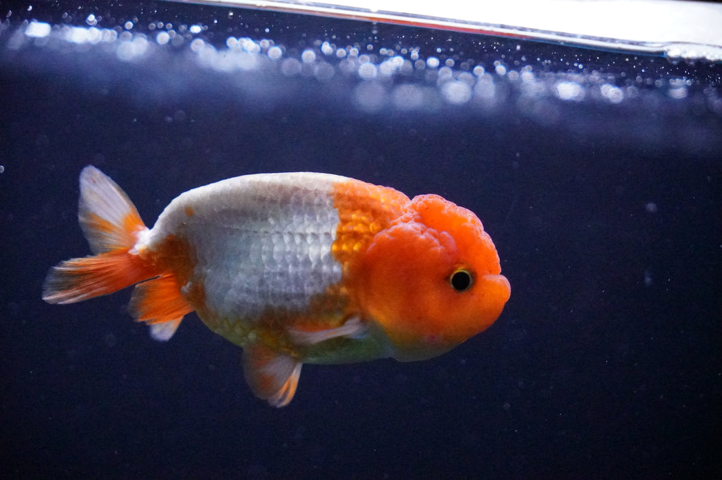 Juvenile Lionchu  Red White 3 Inch (ID#1205R11b-6) Free2Day SHIPPING