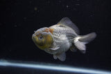 Yuan Bao Oranda  Blue 3.5 Inch (ID#0110Yb10b-80) Free2Day SHIPPING