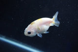 Baby Ranchu  Calico 2.5 Inch (ID#1029R9c-42) Free2Day SHIPPING