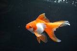 Ryukin Long Tail Red White 4 Inch (ID#1119Ry7a-7) Free2Day SHIPPING