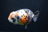 Jumbo Milk Cow Ranchu  Calico 5.5 Inch (ID#418R7a-107)