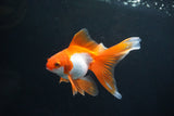 Ryukin Long Tail Red White 4 Inch (ID#1119Ry7a-7) Free2Day SHIPPING