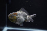 Yuan Bao Oranda  Blue 3.5 Inch (ID#0110Yb10b-80) Free2Day SHIPPING