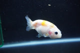 Baby Ranchu  Calico 2.5 Inch (ID#1029R9c-42) Free2Day SHIPPING