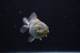 Yuan Bao Oranda  Blue 3.5 Inch (ID#0110Yb10b-80) Free2Day SHIPPING