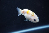 Baby Ranchu  Calico 2.5 Inch (ID#1029R9c-42) Free2Day SHIPPING