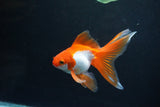 Ryukin Long Tail Red White 4 Inch (ID#1119Ry7a-7) Free2Day SHIPPING