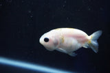 Baby Ranchu  Calico 2.5 Inch (ID#1029R9c-42) Free2Day SHIPPING