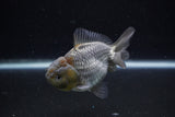 Yuan Bao Oranda  Blue 3.5 Inch (ID#0110Yb10b-80) Free2Day SHIPPING